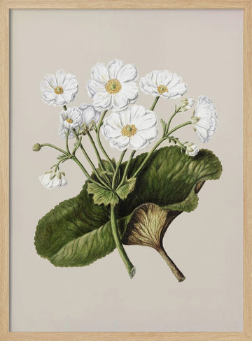 The Mountain Lily Drawn By Sarah Featon (1848–1927) | Poster - Wood Frame Interior