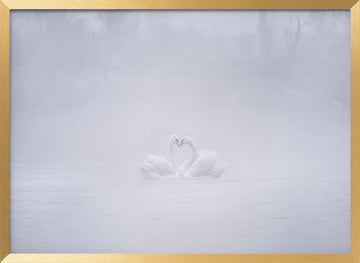 Misty Swans Heart | Poster - Gold Frame Interior