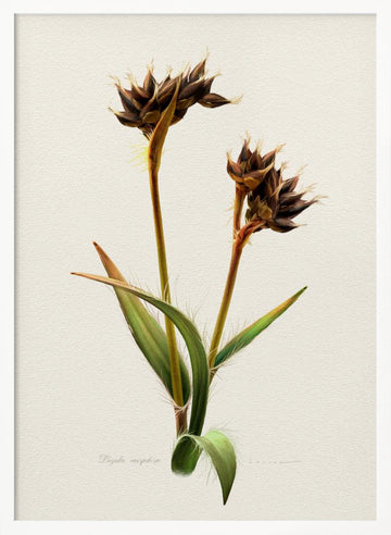 Detailed Botanical Study | Poster - White Frame Interior