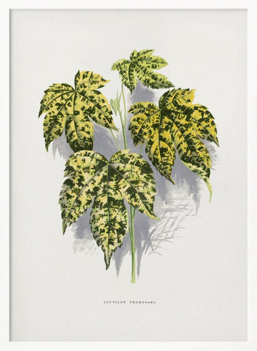 Abutilon Thompsoni Leaf Illustration | Poster - White Frame Interior