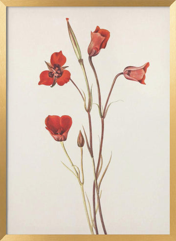 Scarlet Mariposa From North American Wildflowers (1925) By Mary Vaux Walcott | Poster - Gold Frame Interior