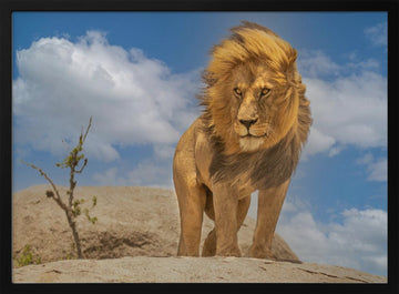 Majestic African Lion | Poster - Black Metal Frame Interior