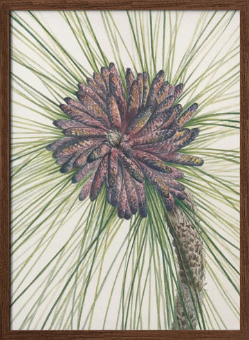 Longleaf Pine From North American Wildflowers (1925) By Mary Vaux Walcott. | Poster - Walnut Frame Interior