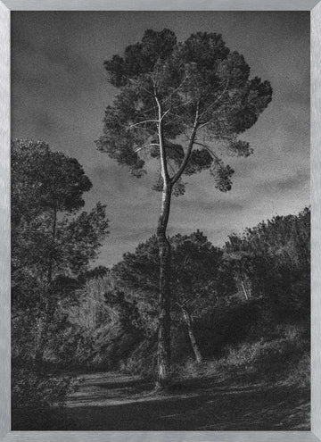 Dramatic Lone Tree | Poster - Silver Frame Interior