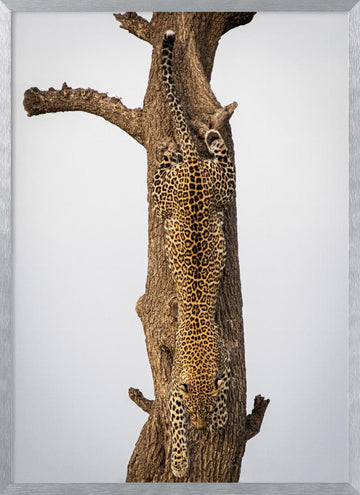 Leopard Descending Tree | Poster - Silver Frame Interior