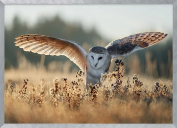 Barn Owl Flight | Poster - Silver Frame Interior