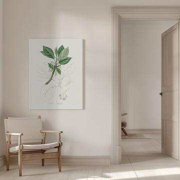 Sassafras (laurus Sassafras) Medical Botany | Canvas - Room Interior 1