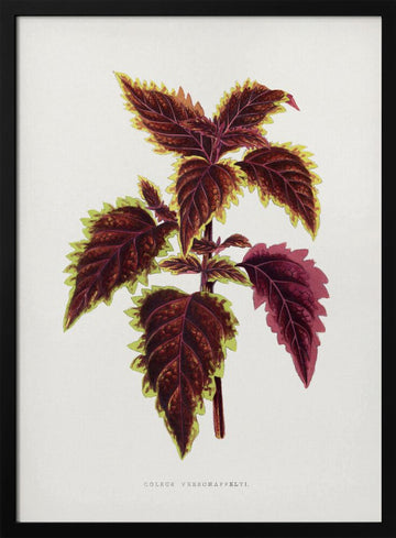 Pink Coleus Leaf Illustration | Poster - Black Metal Frame Interior