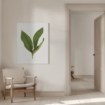 Lily of the Valley Leaf Illustration | Canvas - Room Interior 1