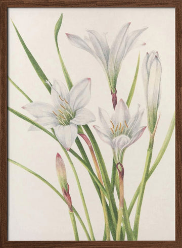 Atamasco Lily From North American Wildflowers (1925) By Mary Vaux Walcott | Poster - Walnut Frame Interior