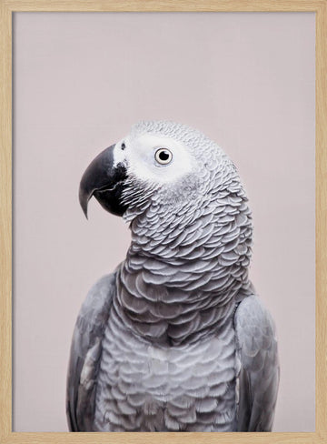 African Grey | Poster - Wood Frame Interior