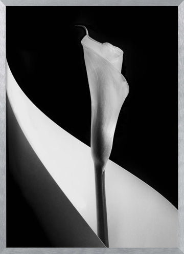 Elegant Calla Lily | Poster - Silver Frame Interior