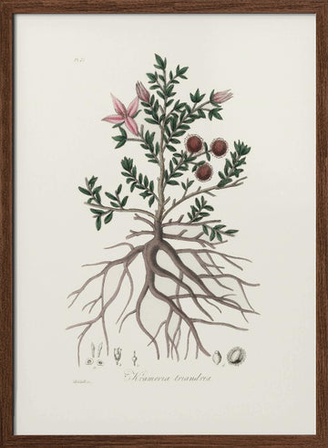 Rhatany (krameria Triandrea) Medical Botany | Poster - Walnut Frame Interior