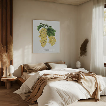 White Grape Lithograph | Canvas - Room Interior 2