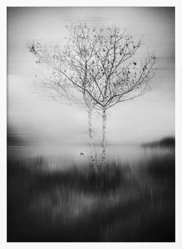 Misty Birch Reflection | Poster - White Frame Interior