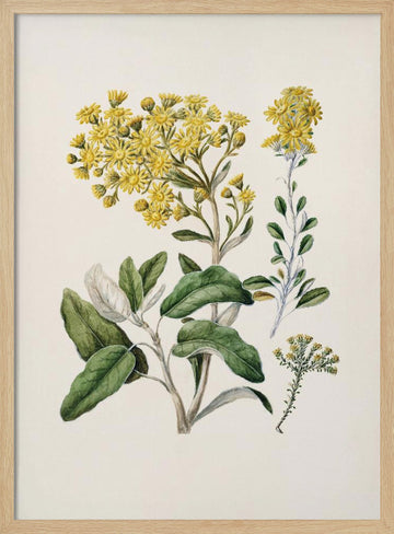 Daisy   Brachyglottis Drawn By Sarah Featon (1848–1927) | Poster - Wood Frame Interior