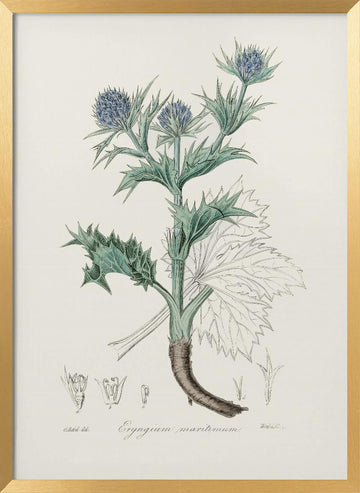 The Sea Holly (eryngium Mmaritimum) Medical Botany | Poster - Gold Frame Interior