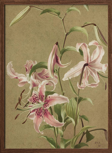 Japan Lily By Ellen Thayer Fisher | Poster - Walnut Frame Interior