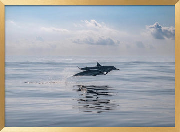 Dolphins Leaping Ocean | Poster - Gold Frame Interior