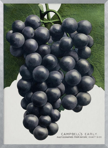 Campbell's Early Grape Lithograph | Poster - Silver Frame Interior