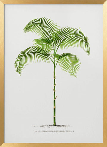 Xiii Chamaedorea G | Poster - Gold Frame Interior
