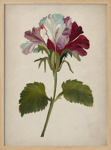 Vibrant Geranium Bloom | Poster - Wood Frame Interior