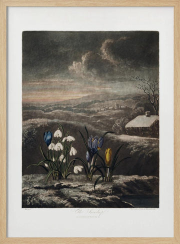 The Snowdrops from The Temple of Flora (1807) | Poster - Wood Frame Interior