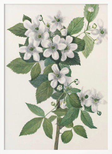 Highbush Blackberry From North American Wildflowers (1925) By Mary Vaux Walcott. | Poster - White Frame Interior