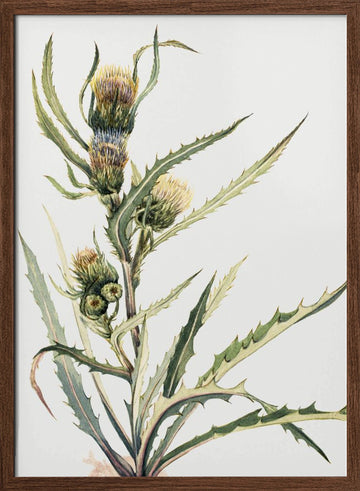 White Thistle | Poster - Walnut Frame Interior