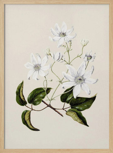 Puawananga   Clematis Indivisa Drawn By Sarah Featon (1848–1927) | Poster - Wood Frame Interior