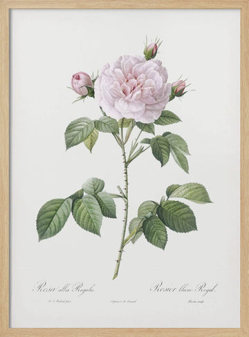 Royal White Rose, Les Roses (1817–1824) | Poster - Wood Frame Interior