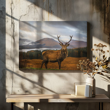 Majestic Highland Stag | Canvas - Room Interior 2
