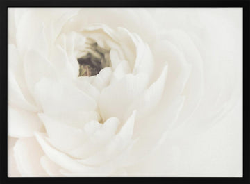 Soft White Bloom | Poster - Black Frame Interior