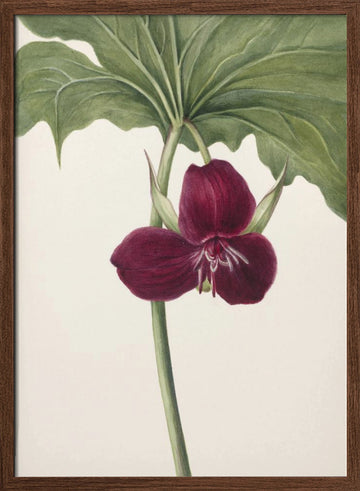 Sweet Trillium | Poster - Walnut Frame Interior