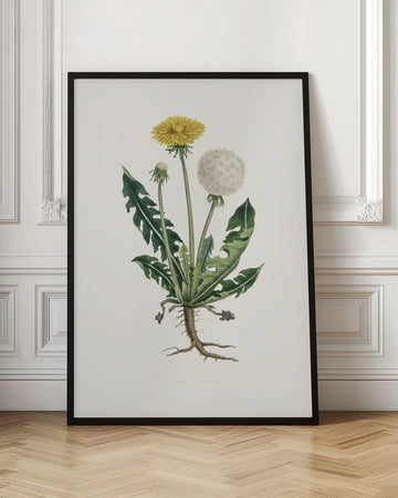 Leontodon Taraxacuma Medical Botany | Poster - Room Interior 1