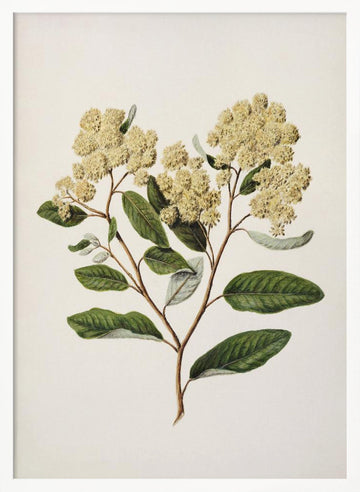 Kumarahou Drawn By Sarah Featon (1848–1927 | Poster - White Frame Interior