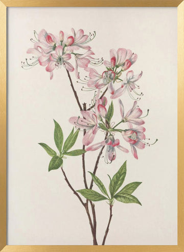 Pinkshell Azalea From North American Wildflowers (1925) By Mary Vaux Walcott | Poster - Gold Frame Interior