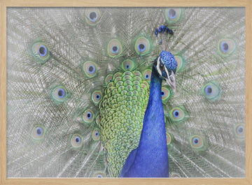 Majestic Peacock Display | Poster - Wood Frame Interior