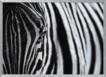 Striped Zebra Eye | Poster - Silver Frame Interior