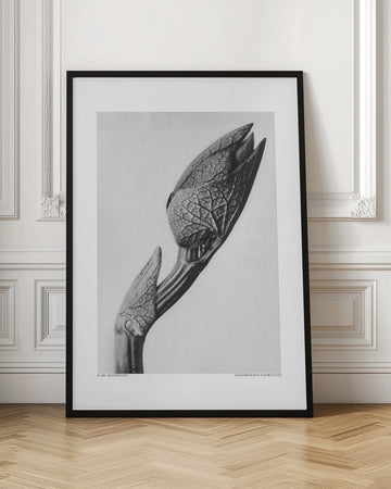 Aristolochia clematitis | Poster - Room Interior 1