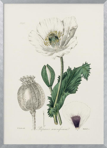 Opium Poppy (papaver Somniferum) Medical Botany | Poster - Silver Frame Interior