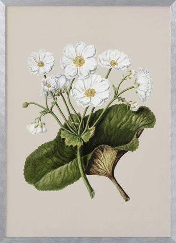 The Mountain Lily Drawn By Sarah Featon (1848–1927) | Poster - Silver Frame Interior