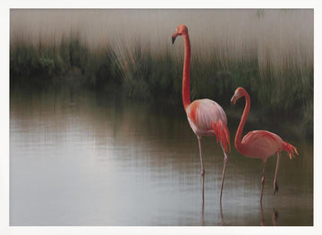 Flamingos In Calm Water | Poster - White Frame Interior