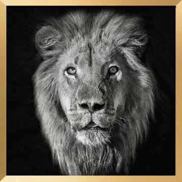 Regal Lion Portrait | Poster - Gold Frame Interior