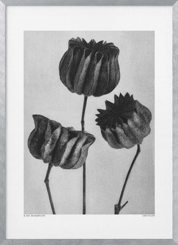 Abutilon (Lime Mallow | Poster - Silver Frame Interior