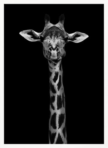 Elegant Giraffe Portrait | Poster - White Frame Interior