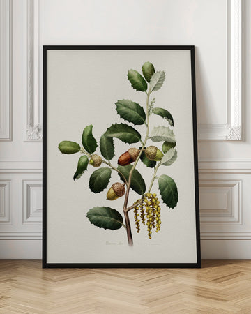 Oak Acorns Botanical | Poster - Room Interior 1