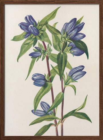 Bottle Gentian From North American Wildflowers (1925) By Mary Vaux Walcott | Poster - Walnut Frame Interior