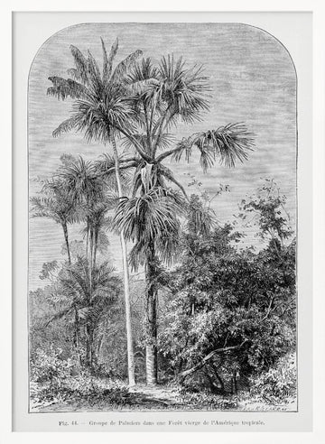 Vintage Palm Tree Drawing Iv | Poster - White Frame Interior