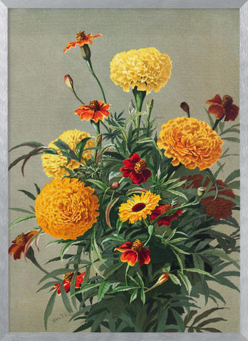 Marigolds | Poster - Silver Frame Interior